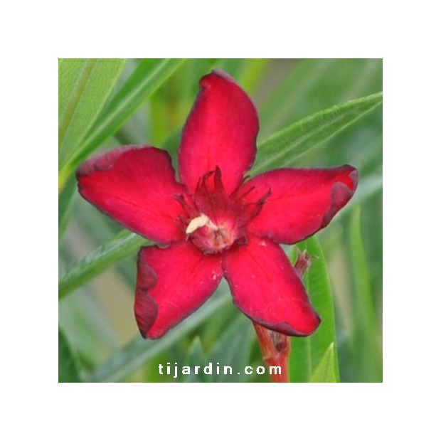 Nerium oleander ‘Petite Red’
