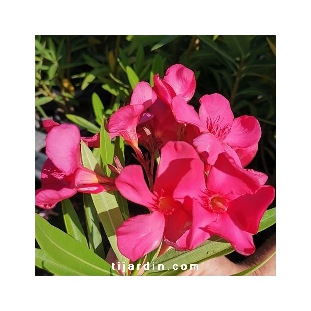 Nerium oleander ‘Sainte Baume’