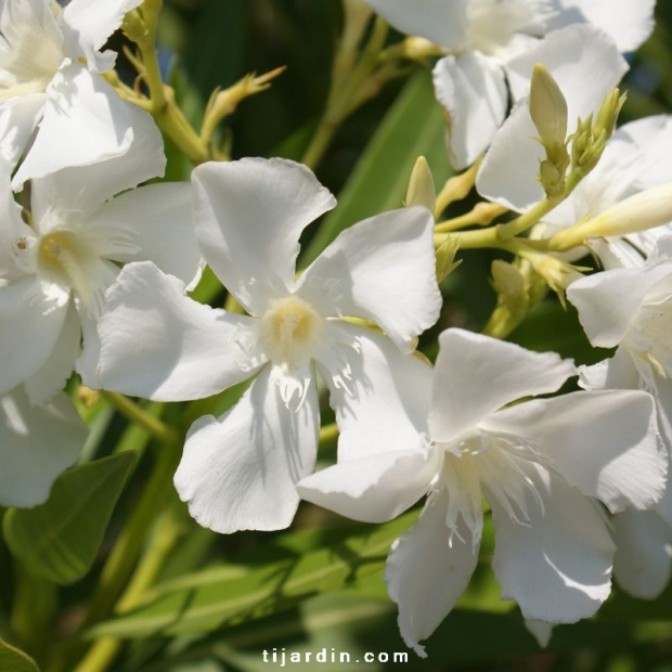 Nerium oleander ‘Album Plenum ‘