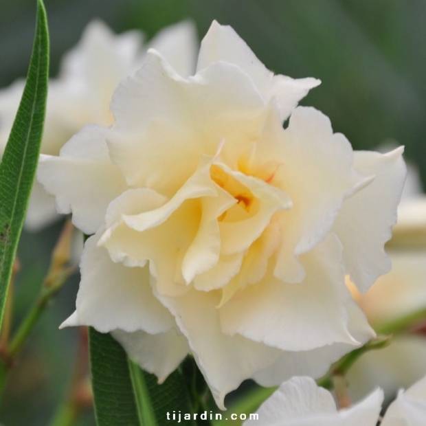 Nerium oleander ‘Luteum Plenum’