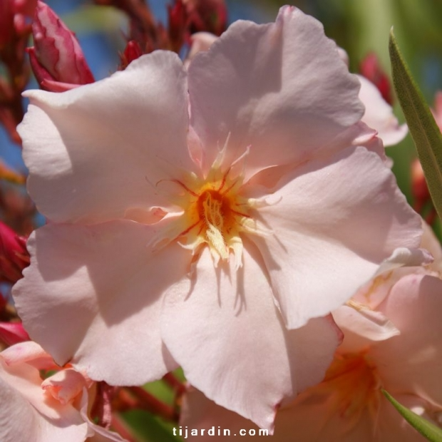 Nerium oleander ‘Provence’
