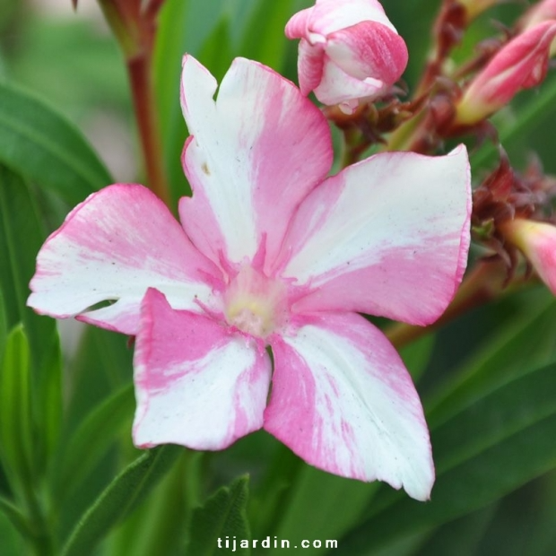 Nerium oleander ‘Simie’