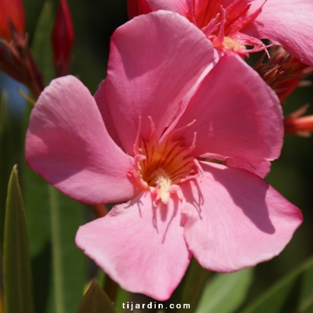 Nerium oleander ‘Souvenir d’Emma Schneider’