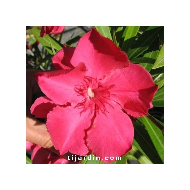 Nerium oleander ‘Tamoure’