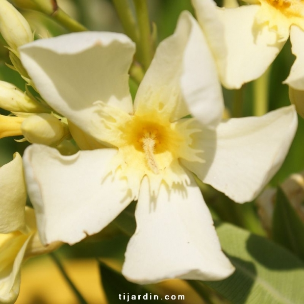 Nerium oleander ‘Marie Gambetta’