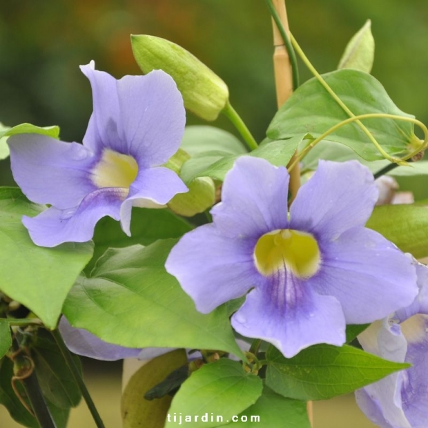 Thunbergia grandiflora ‘Augusta Blue’