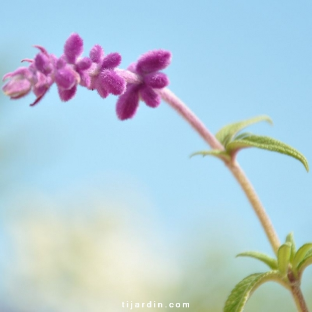 Sauge Salvia leucantha