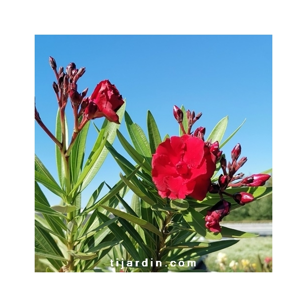 Nerium oleander ‘Ruby’