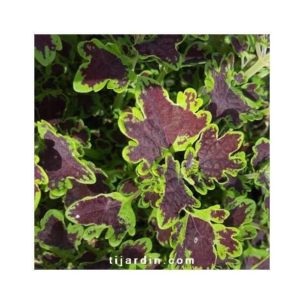 Coleus ‘After Eight’-
