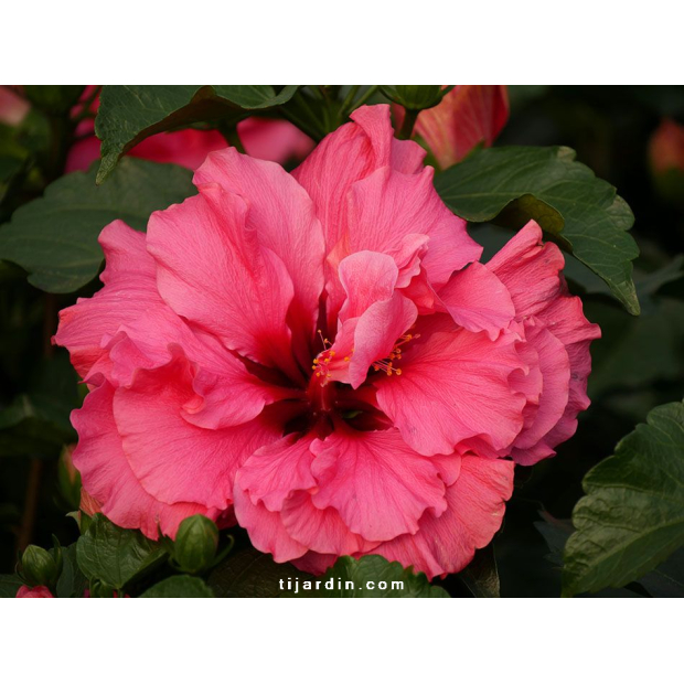 Hibiscus sinensis ‘HibisQs’ double fleurs