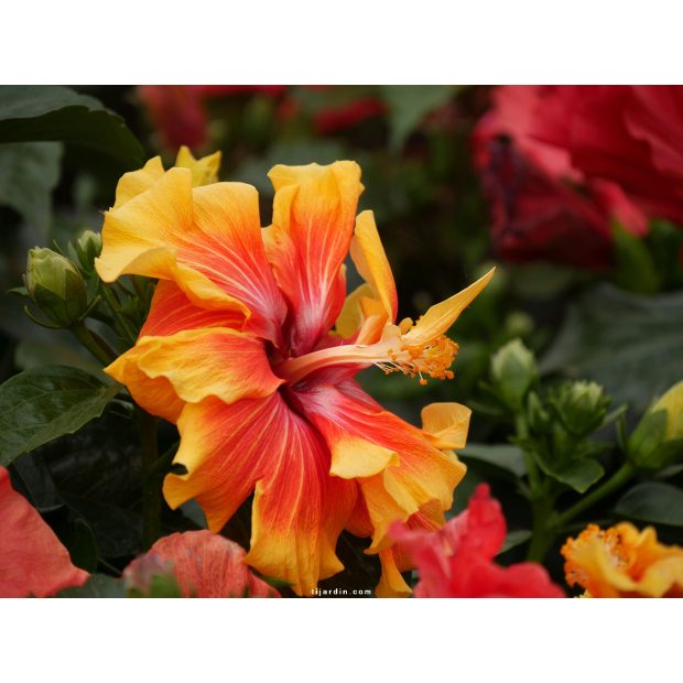 Hibiscus de Tahiti “HibisQs”