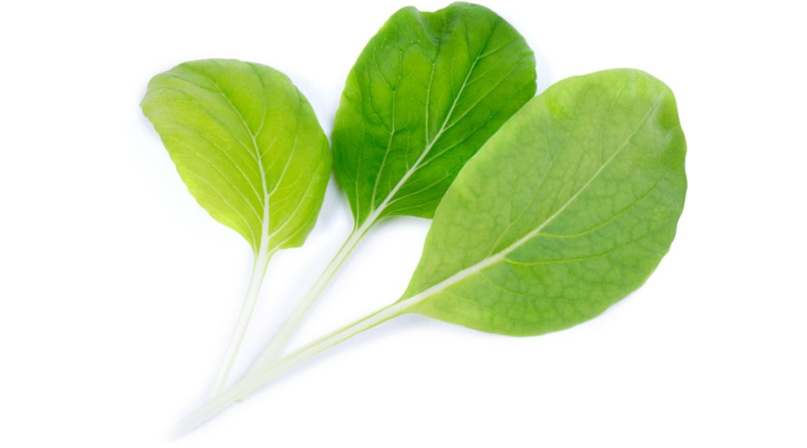 Recharge jardin intérieur Veritable Pak choi Bio