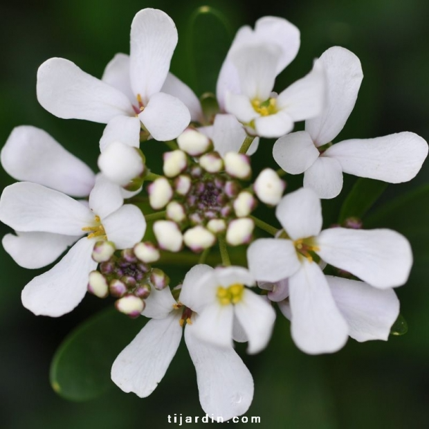 Iberis x semperflorens ‘Nevina’