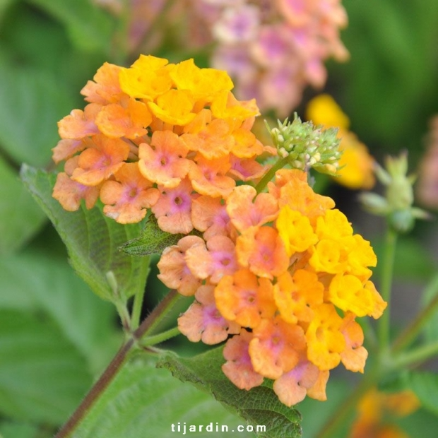 Lantana camara ‘Alleluya’