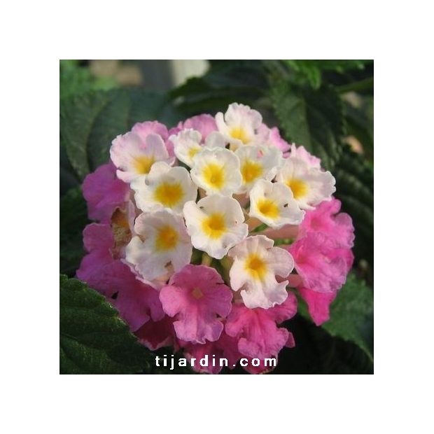 Lantana camara ‘Framboisine’