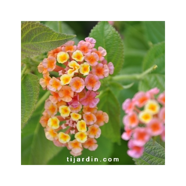 Lantana camara ‘Orange de Corse’