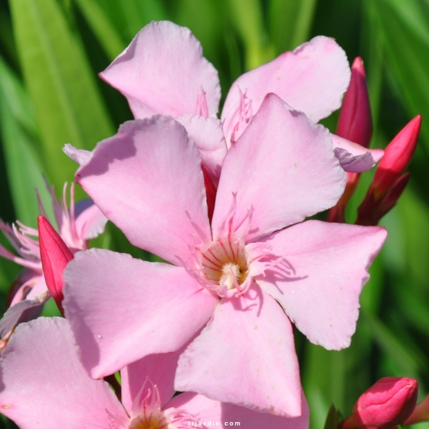 Nerium oleander ‘Magaly’