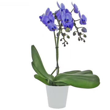 Orchidée Wonder purple