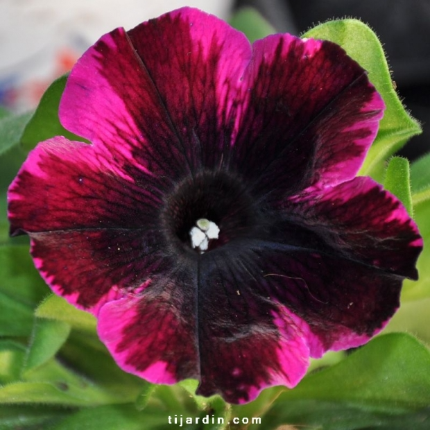 Pétunia ‘Potunia’ bicolore