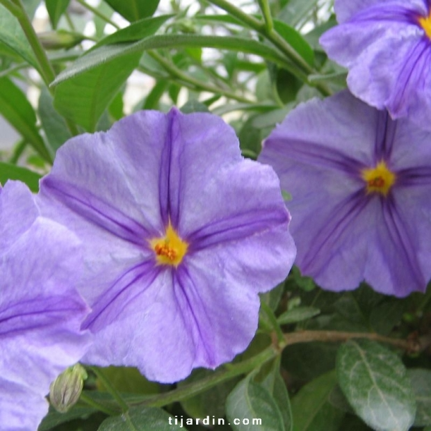 Solanum rantonnetii